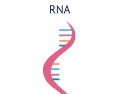GS 441524 RNA | Shaanxi BLOOM Tech Co., Ltd GS 441524 RNA | Shaanxi BLOOM Tech Co., Ltd