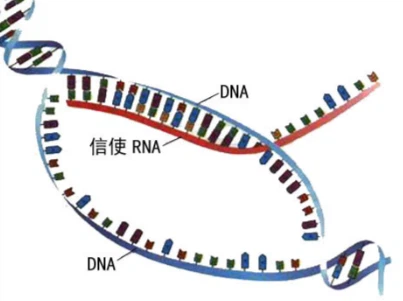 Bioglutide NA-931 Online | Shaanxi BLOOM Tech Co., Ltd Bioglutide NA-931 Online | Shaanxi BLOOM Tech Co., Ltd